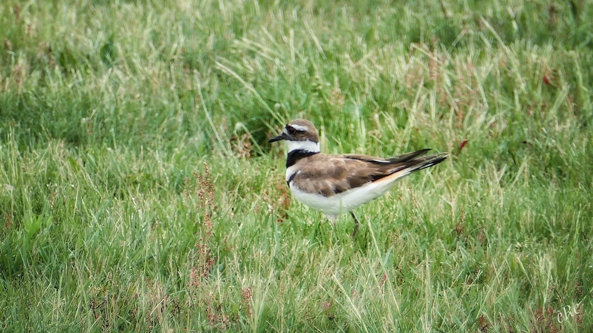 Killdeer - ML350234631