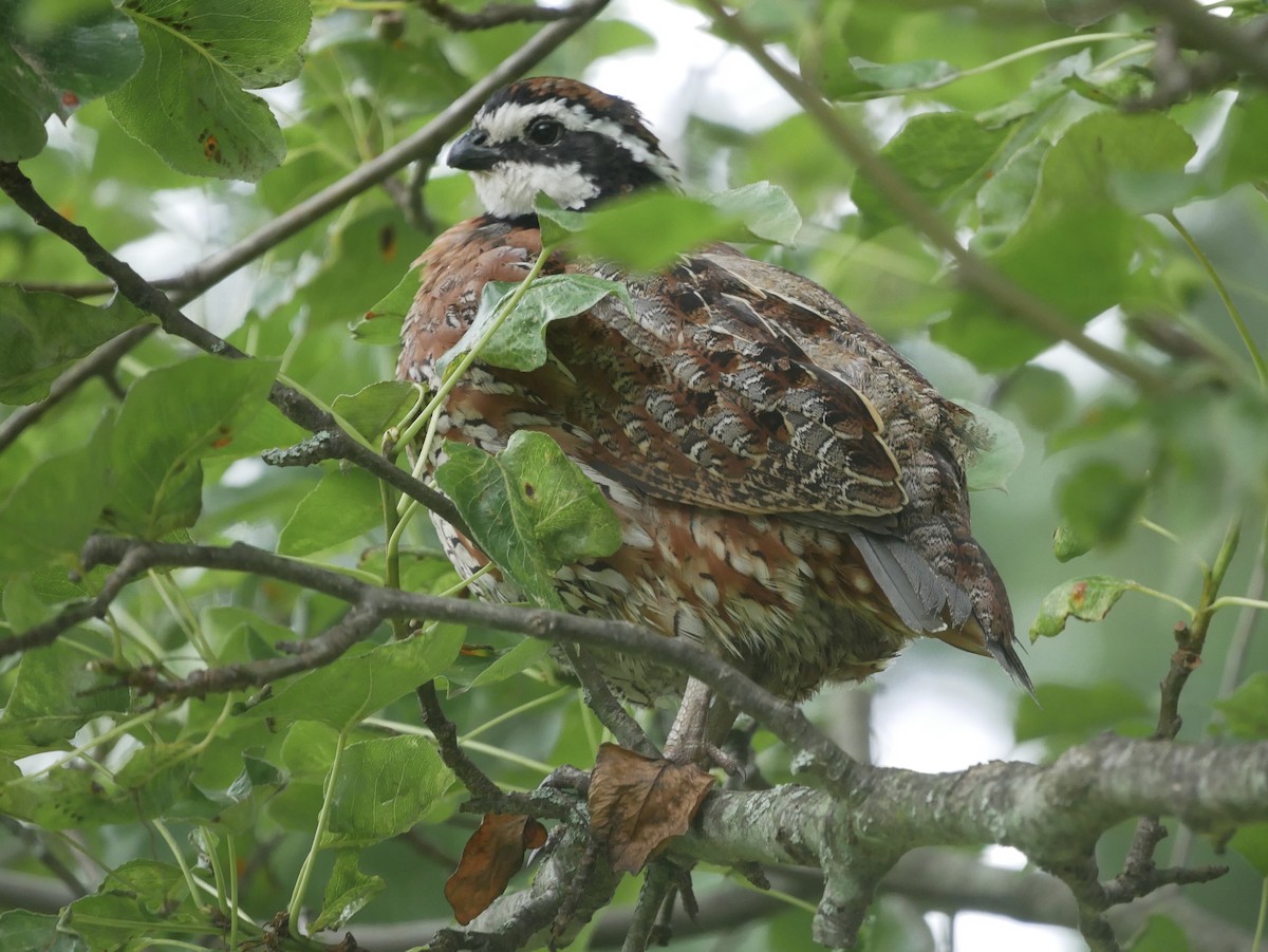 Northern Bobwhite - ML350234961