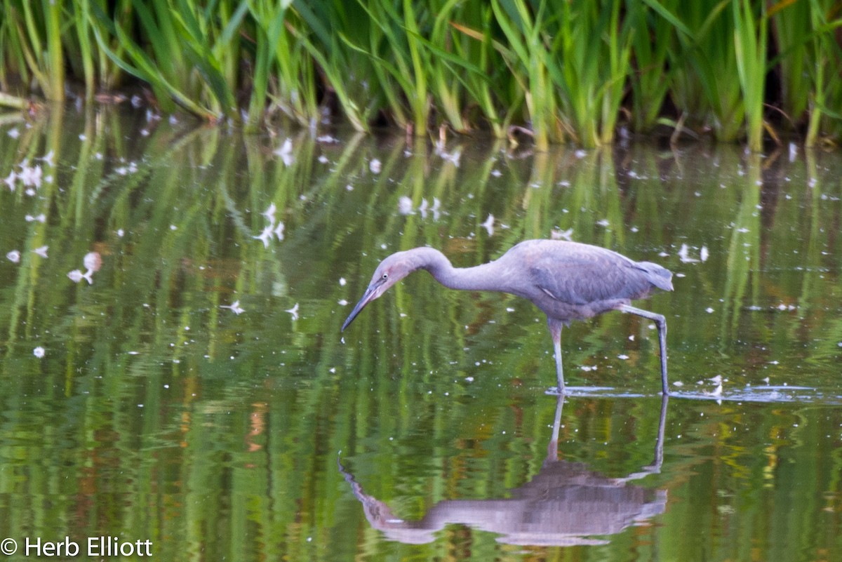 Reddish Egret - ML35023521