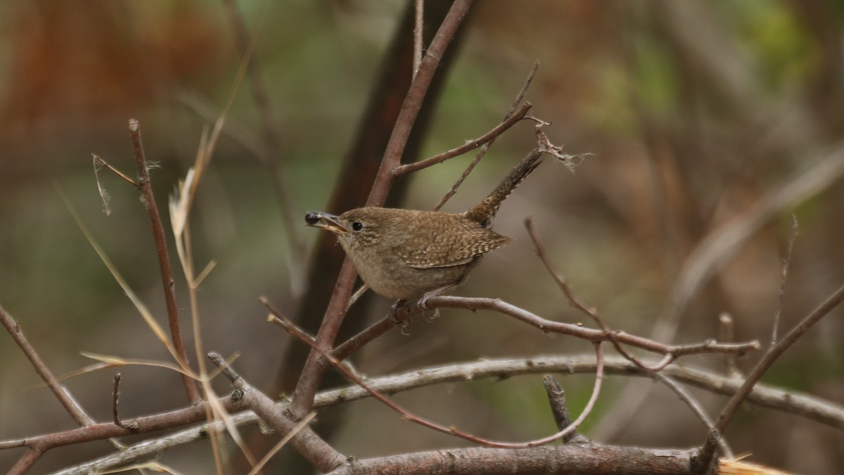 House Wren - Bill Tweet