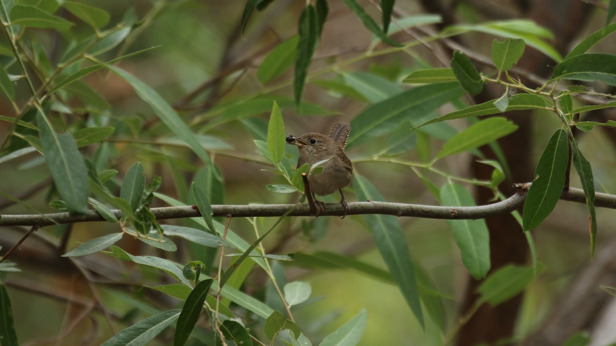 House Wren - Bill Tweet