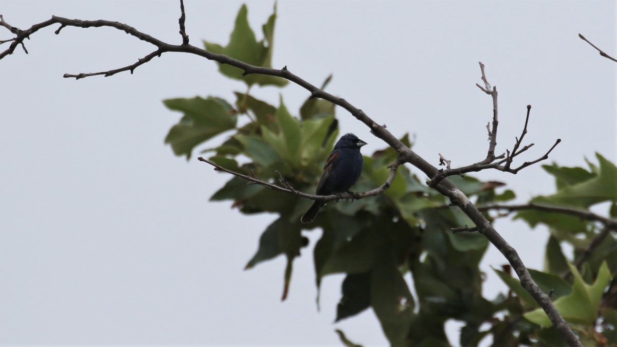 Blue Grosbeak - Bill Tweet