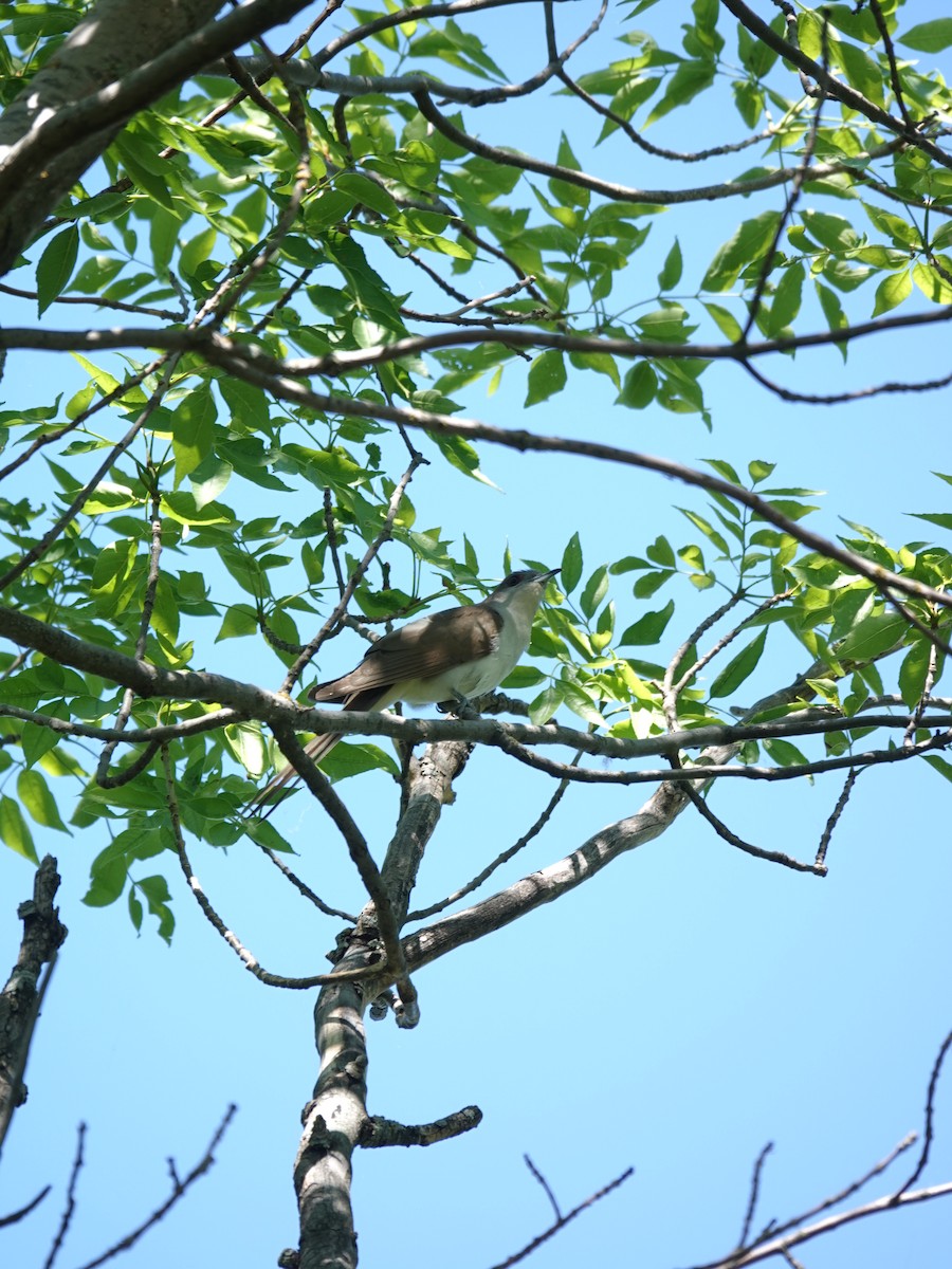 Black-billed Cuckoo - ML350236911