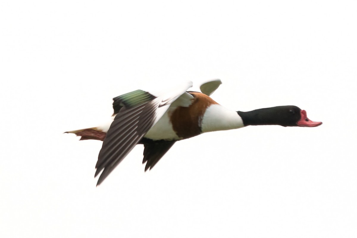 Common Shelduck - ML350237731