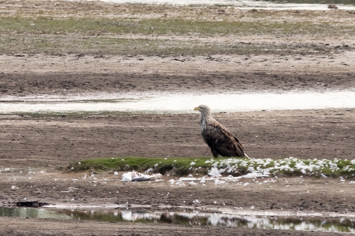 White-tailed Eagle - ML350237771