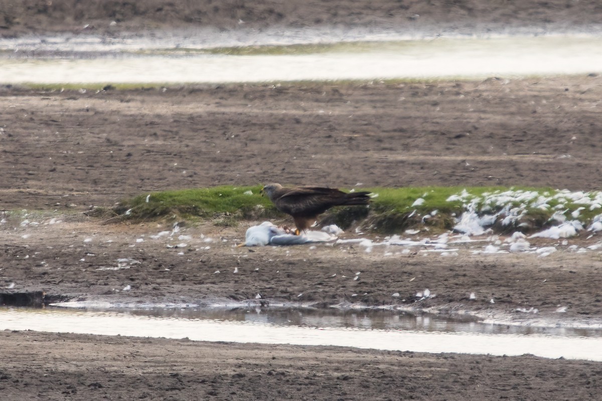 Black Kite - ML350237831