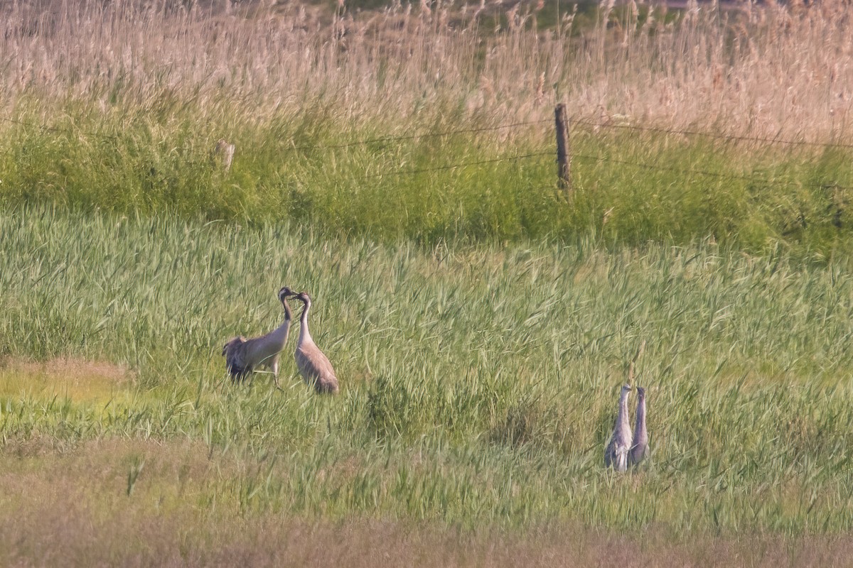 Common Crane - ML350237881