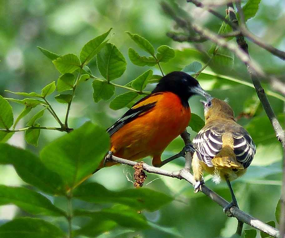 Baltimore Oriole - ML350237941