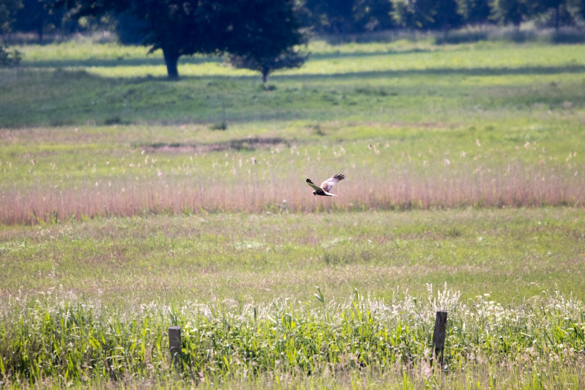 Western Marsh Harrier - ML350238101