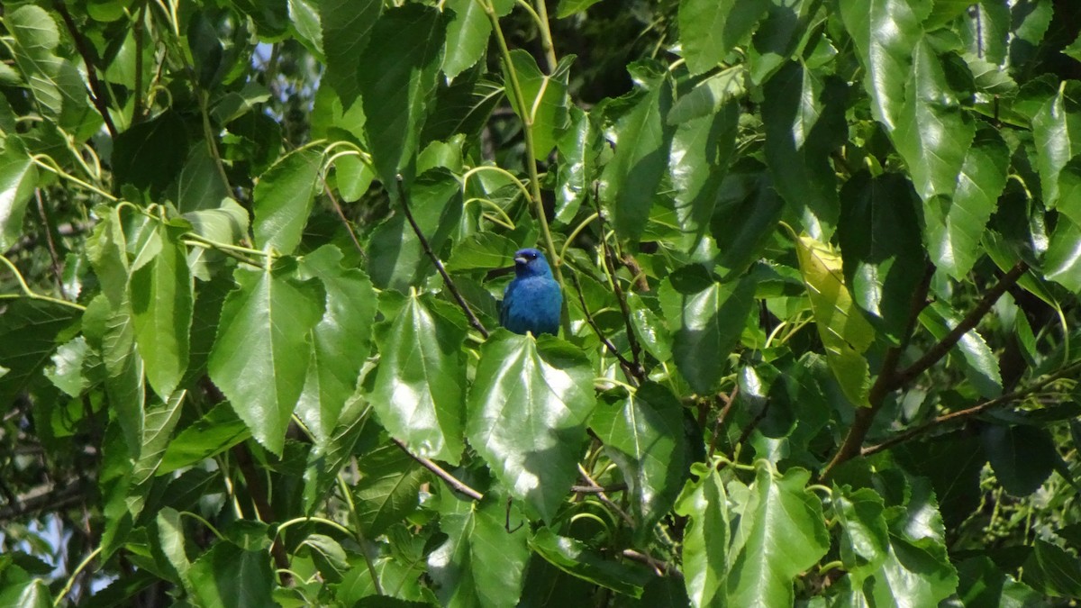 Indigo Bunting - ML350242541