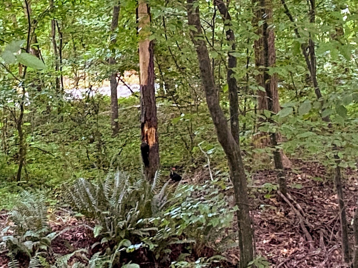 Pileated Woodpecker - ML350243591