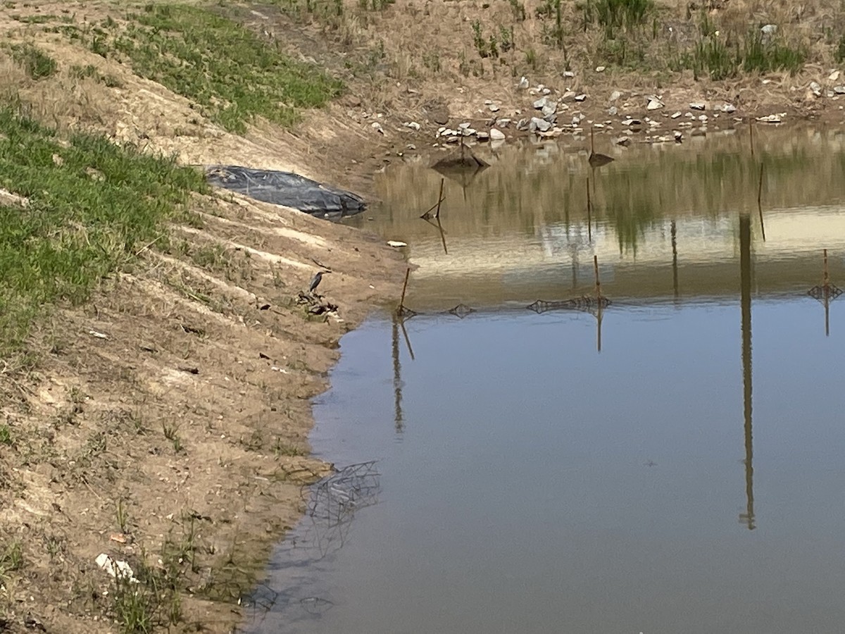 Green Heron - ML350244101
