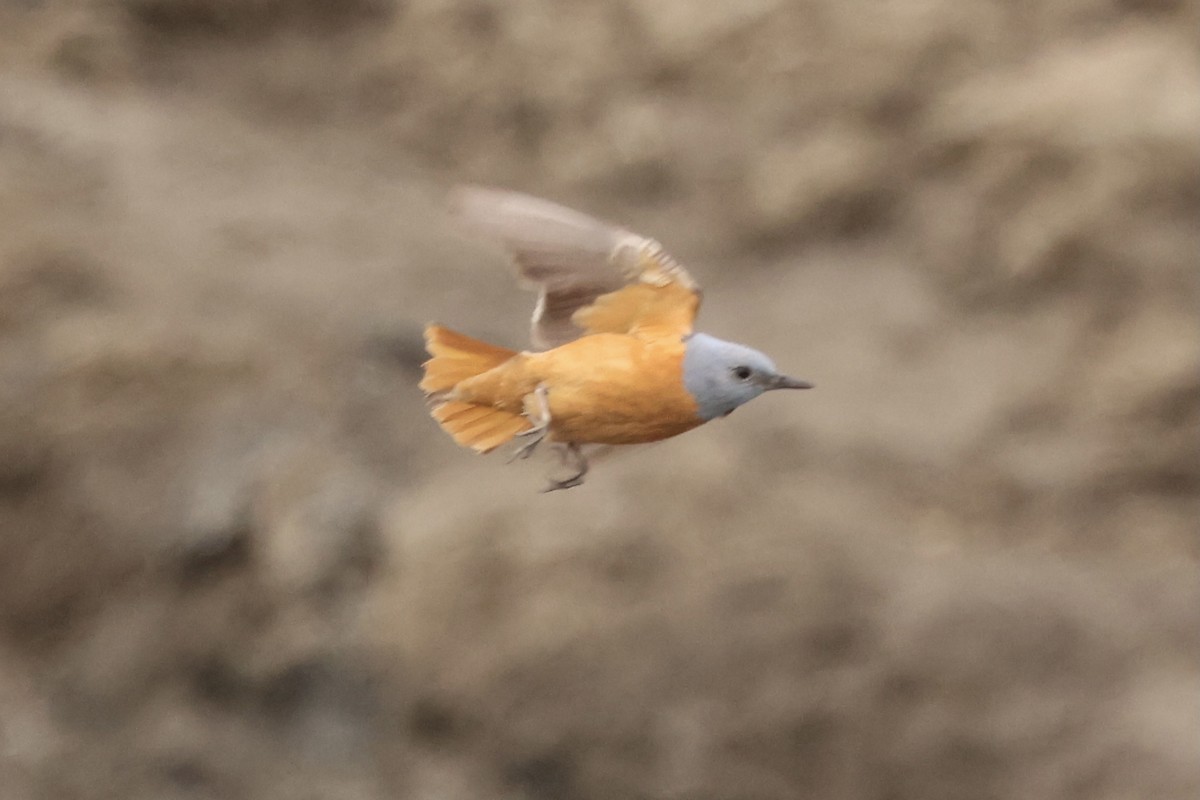 Rufous-tailed Rock-Thrush - ML350244911