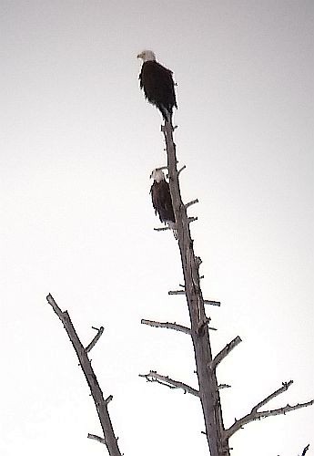 Bald Eagle - Steve Lombardi