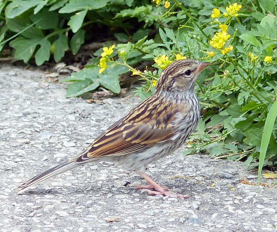 Chipping Sparrow - ML350245341