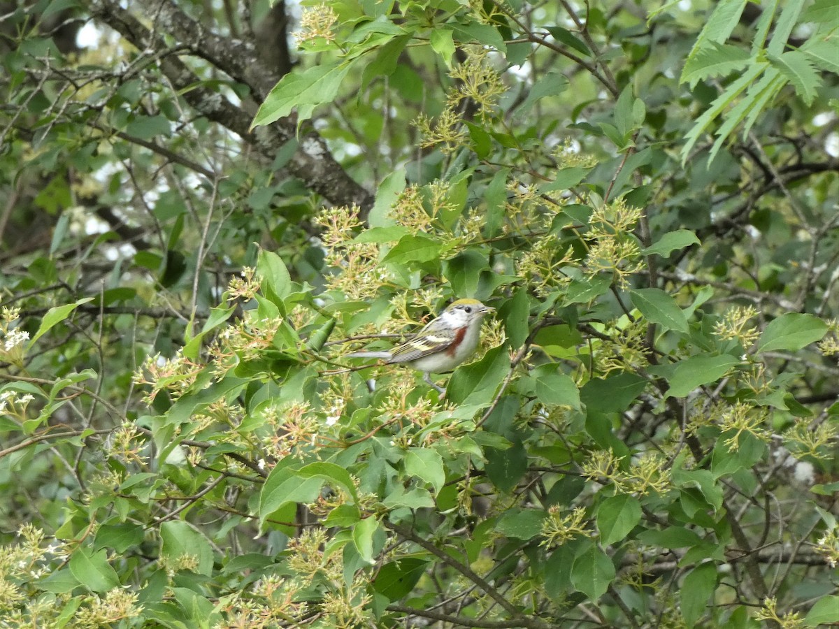 Chestnut-sided Warbler - ML350245491