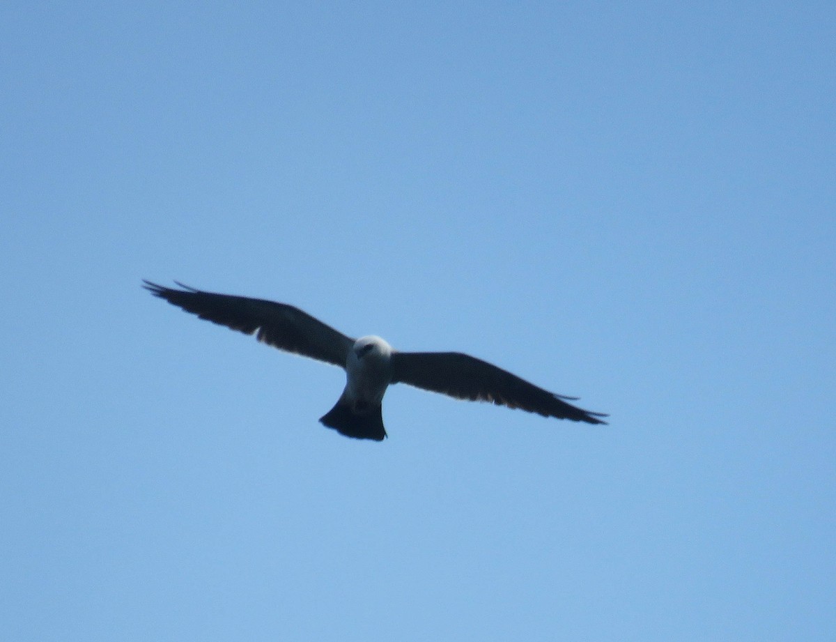 Mississippi Kite - ML350246081