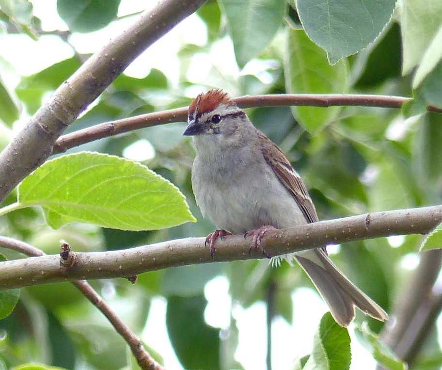 Chipping Sparrow - ML350246201