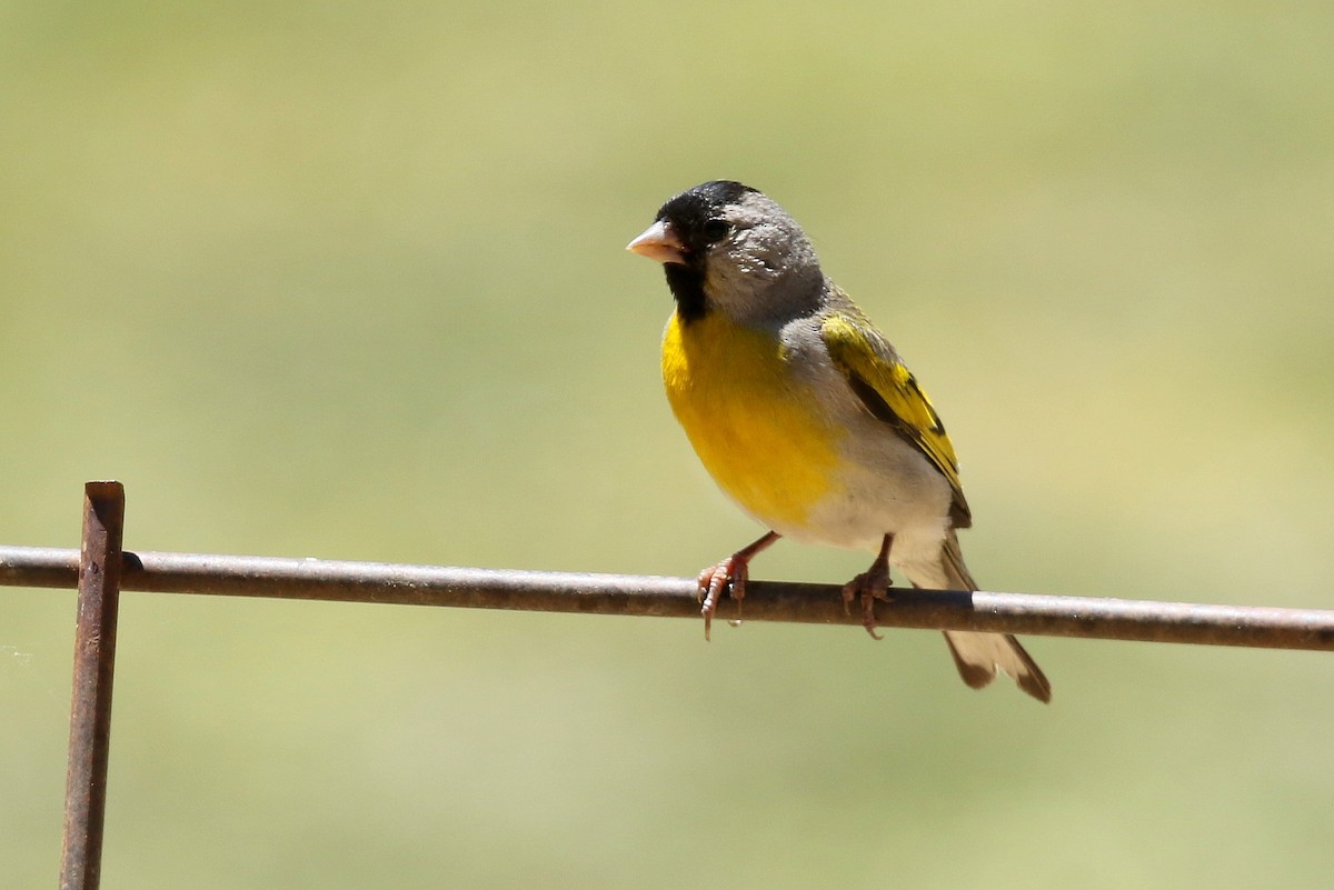 Lawrence's Goldfinch - ML350247761