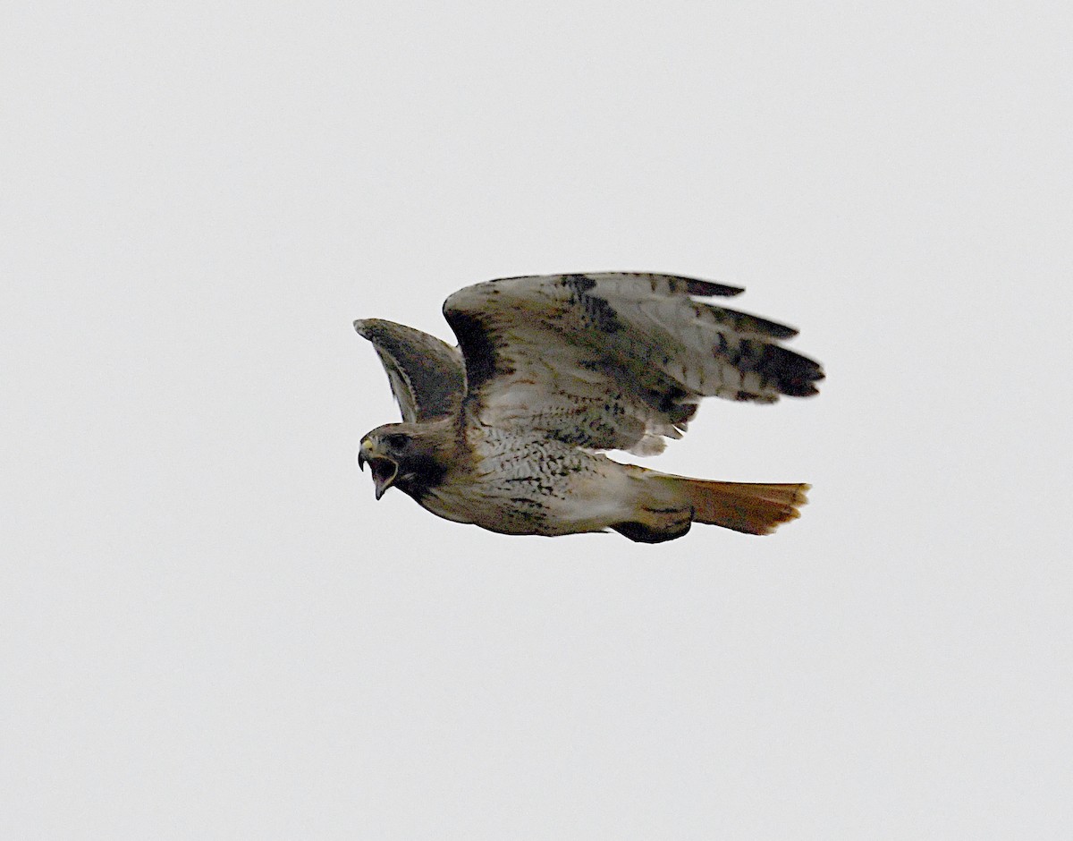 Red-tailed Hawk - Glenn Wyatt