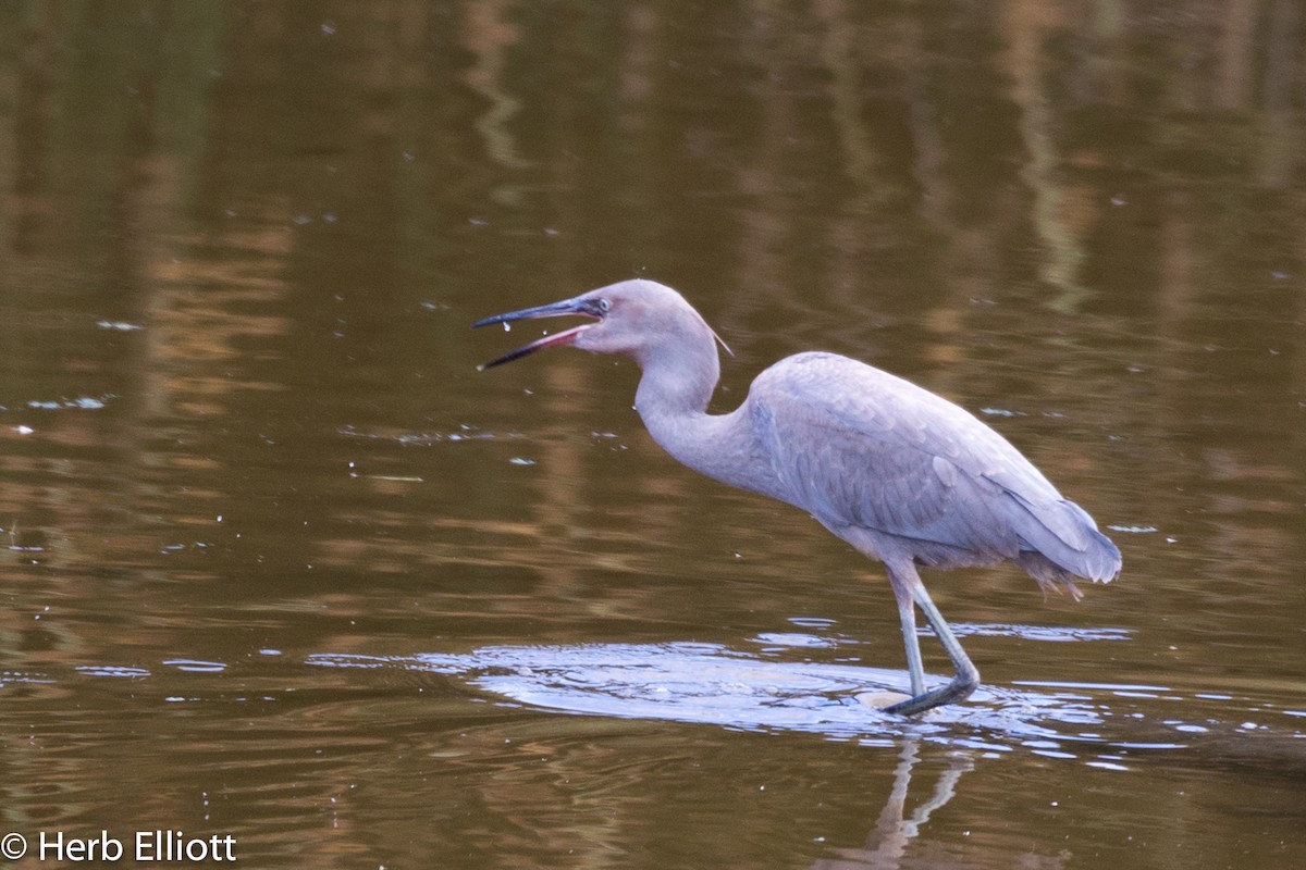 Reddish Egret - ML35024931
