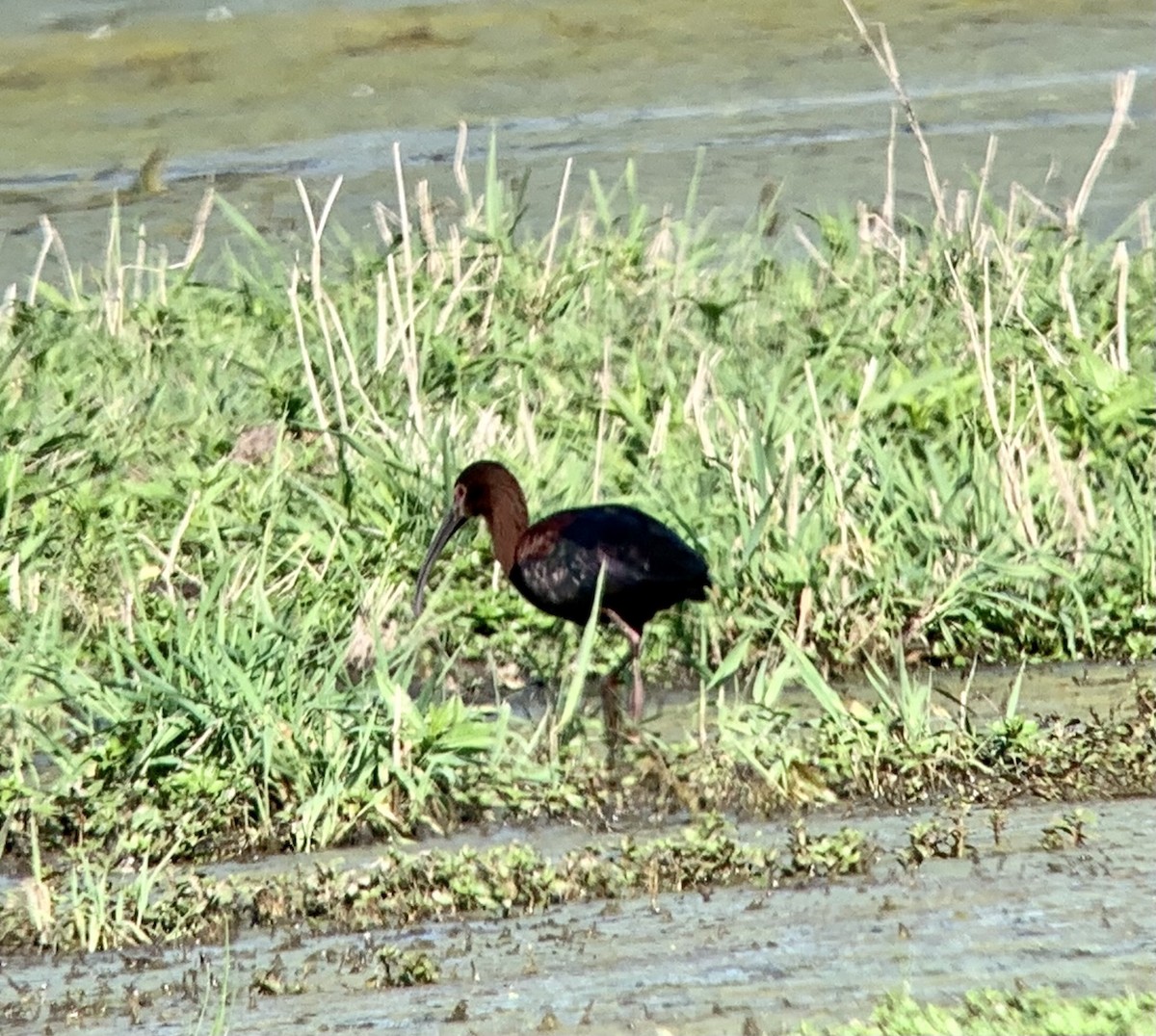 ibis americký - ML350250401