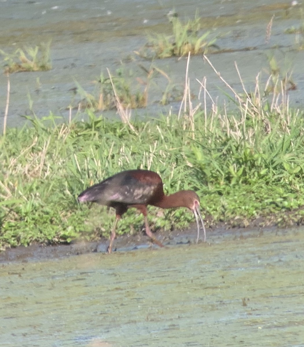 ibis americký - ML350250411