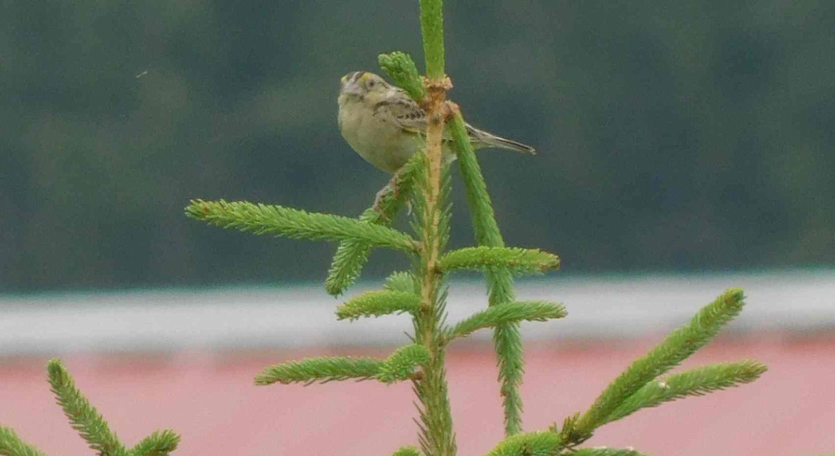 Grasshopper Sparrow - Mike Wilken