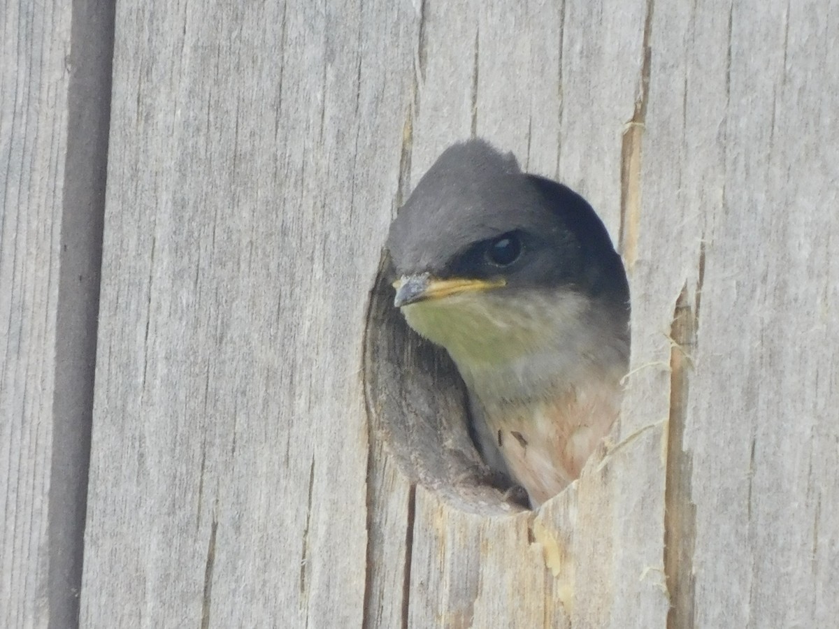 Golondrina Bicolor - ML350251421