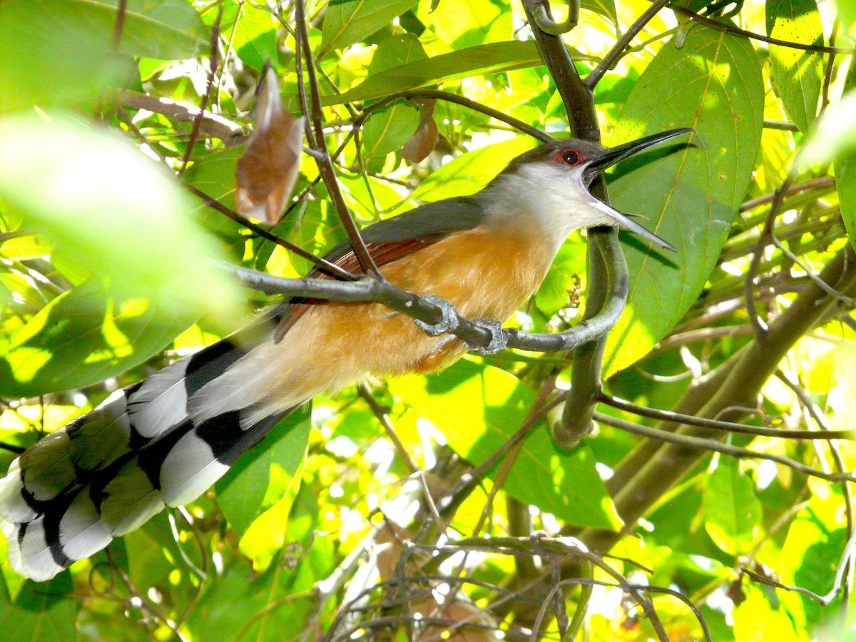 Jamaican Lizard-Cuckoo - ML35025151