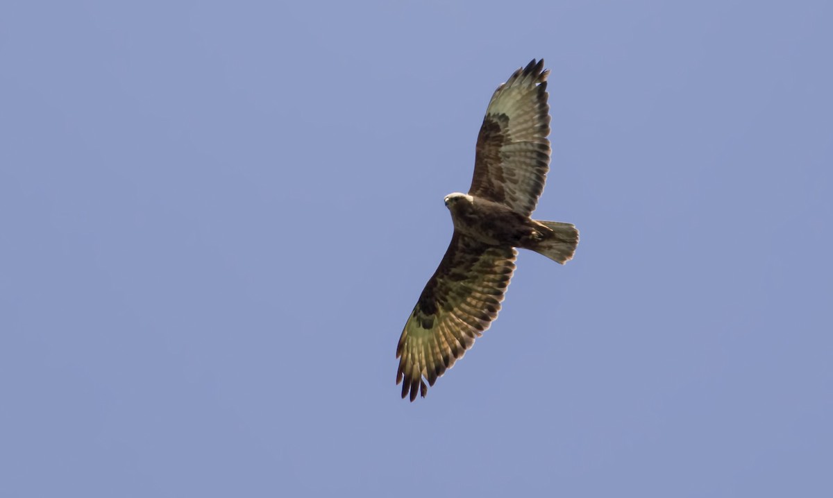 עקב עיטי - ML350252091