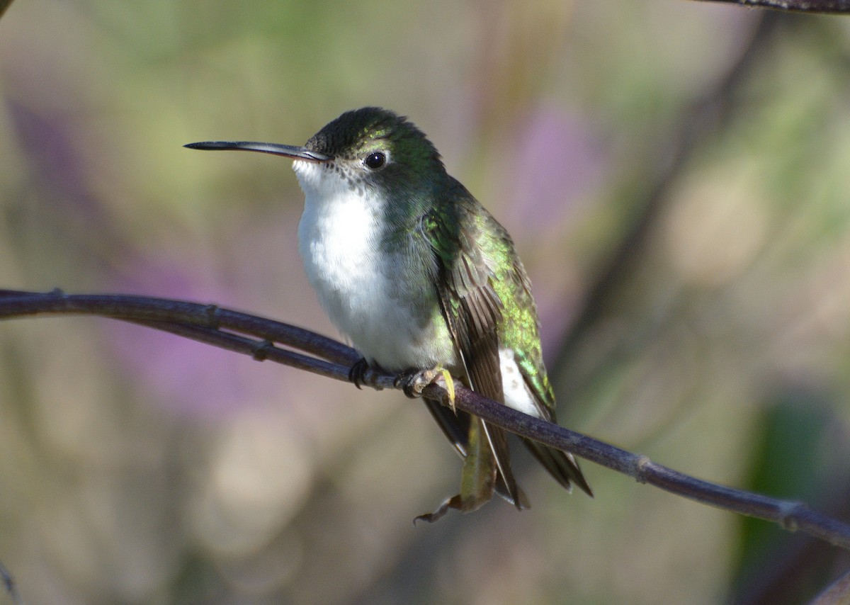 kolibřík bělobřichý - ML350252391