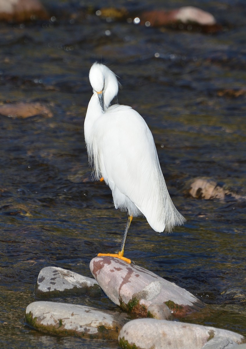 Snowy Egret - Luis Fernandez