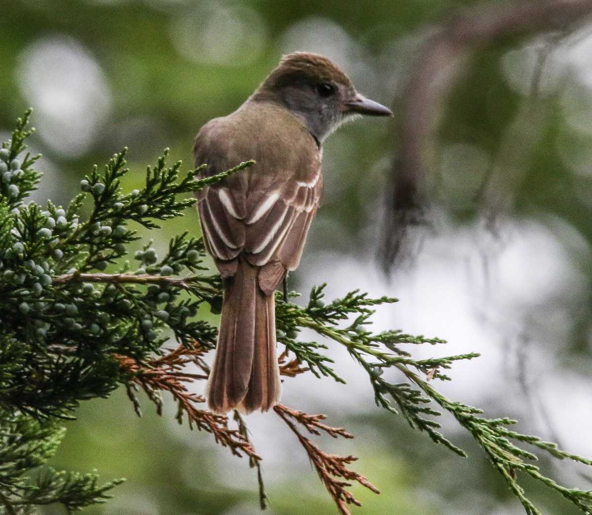 Great Crested Flycatcher - ML350254651