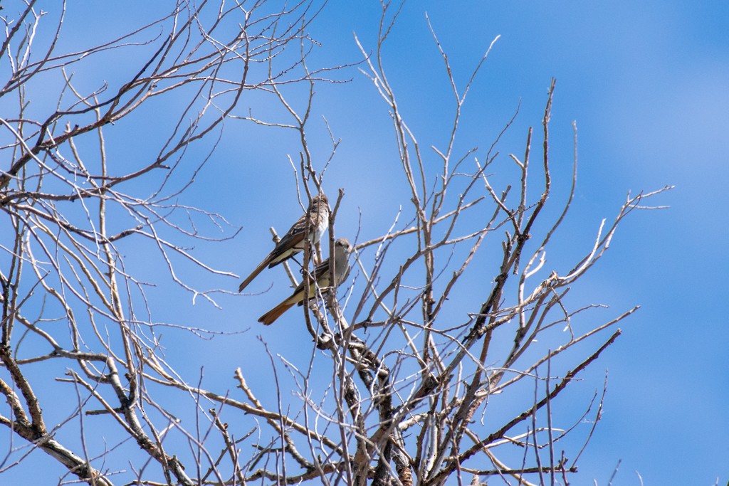 Ash-throated Flycatcher - ML350254971