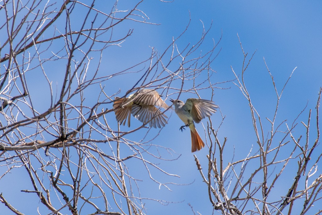 Ash-throated Flycatcher - ML350254981