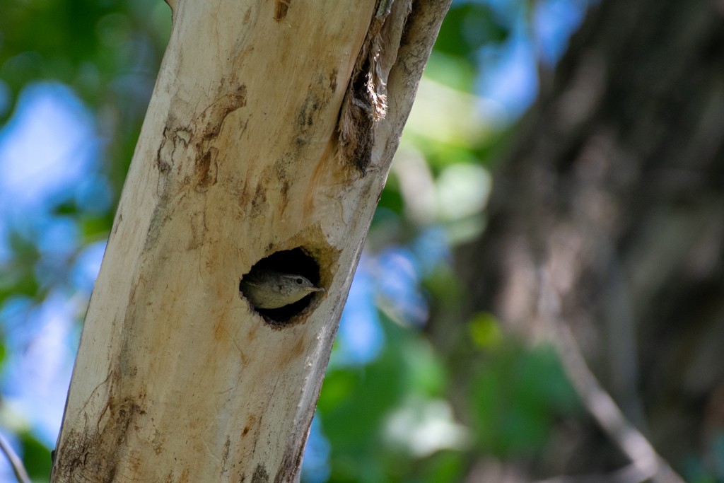 Northern House Wren - ML350255161