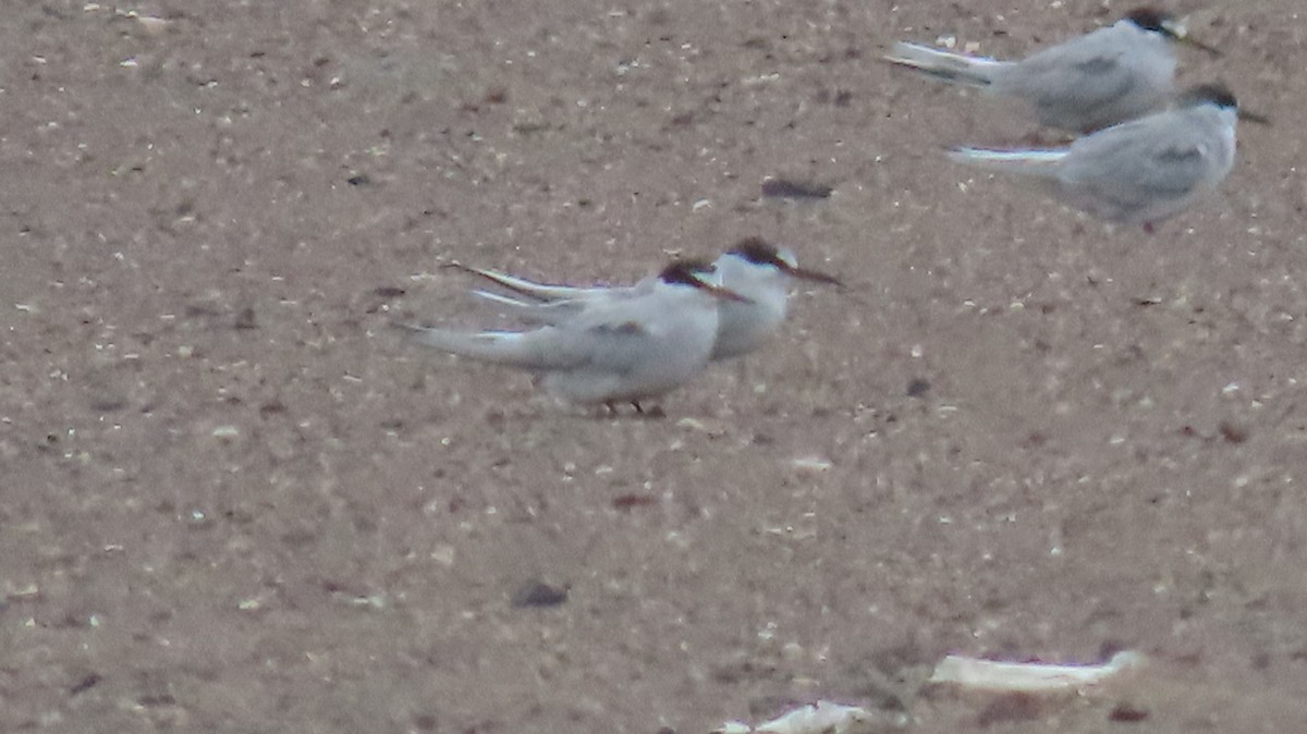 Peruvian Tern - ML350256321