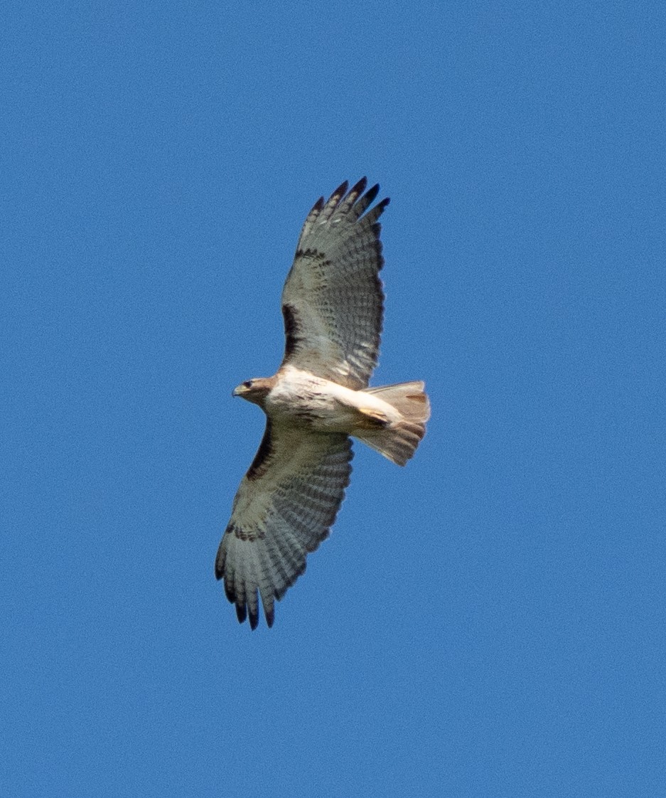 Red-tailed Hawk - Scott Murphy