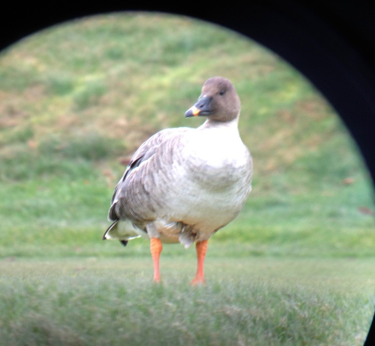 Tundra Bean-Goose - ML350260441