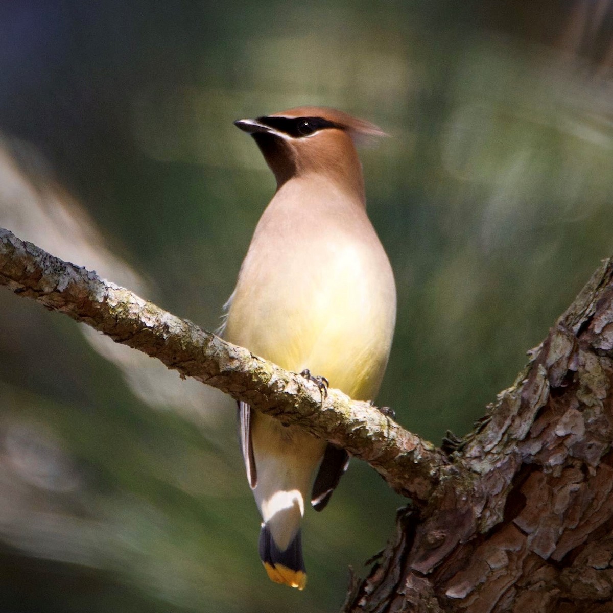 Cedar Waxwing - Rebecca Tatterson