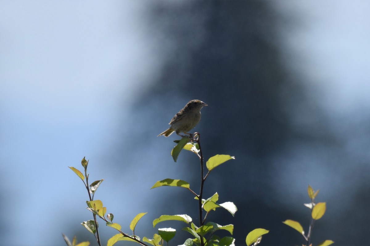 Grasshopper Sparrow - ML350261641