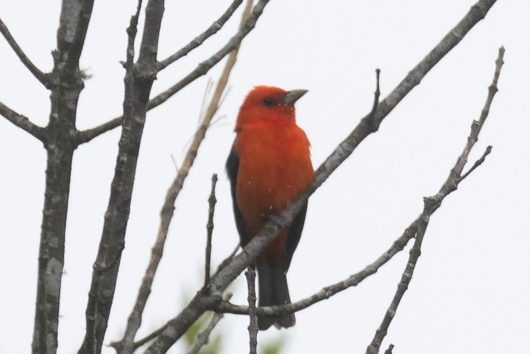 Scarlet Tanager - ML350261961