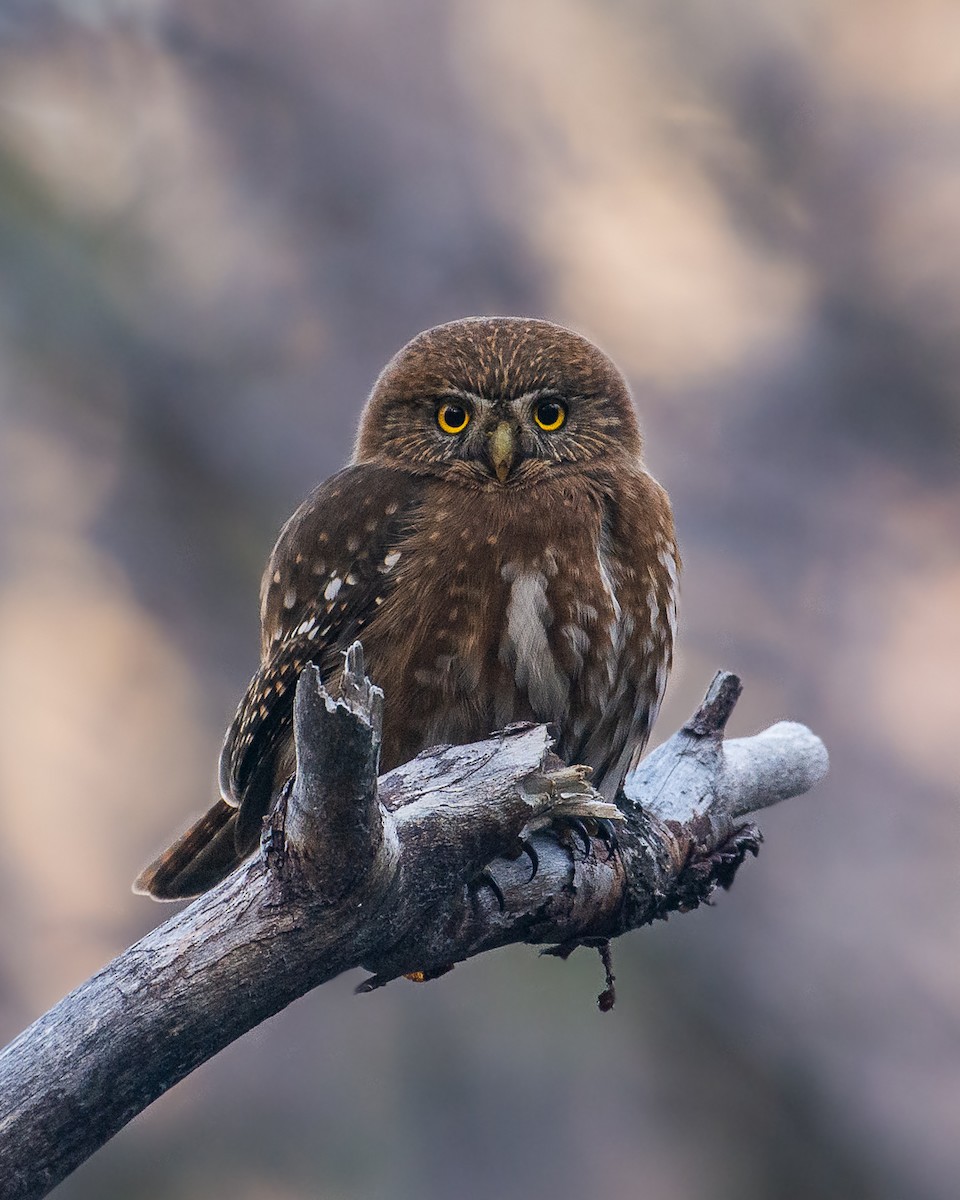 Austral Pygmy-Owl - ML350263711