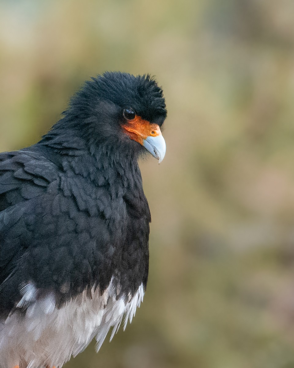 Mountain Caracara - ML350263921