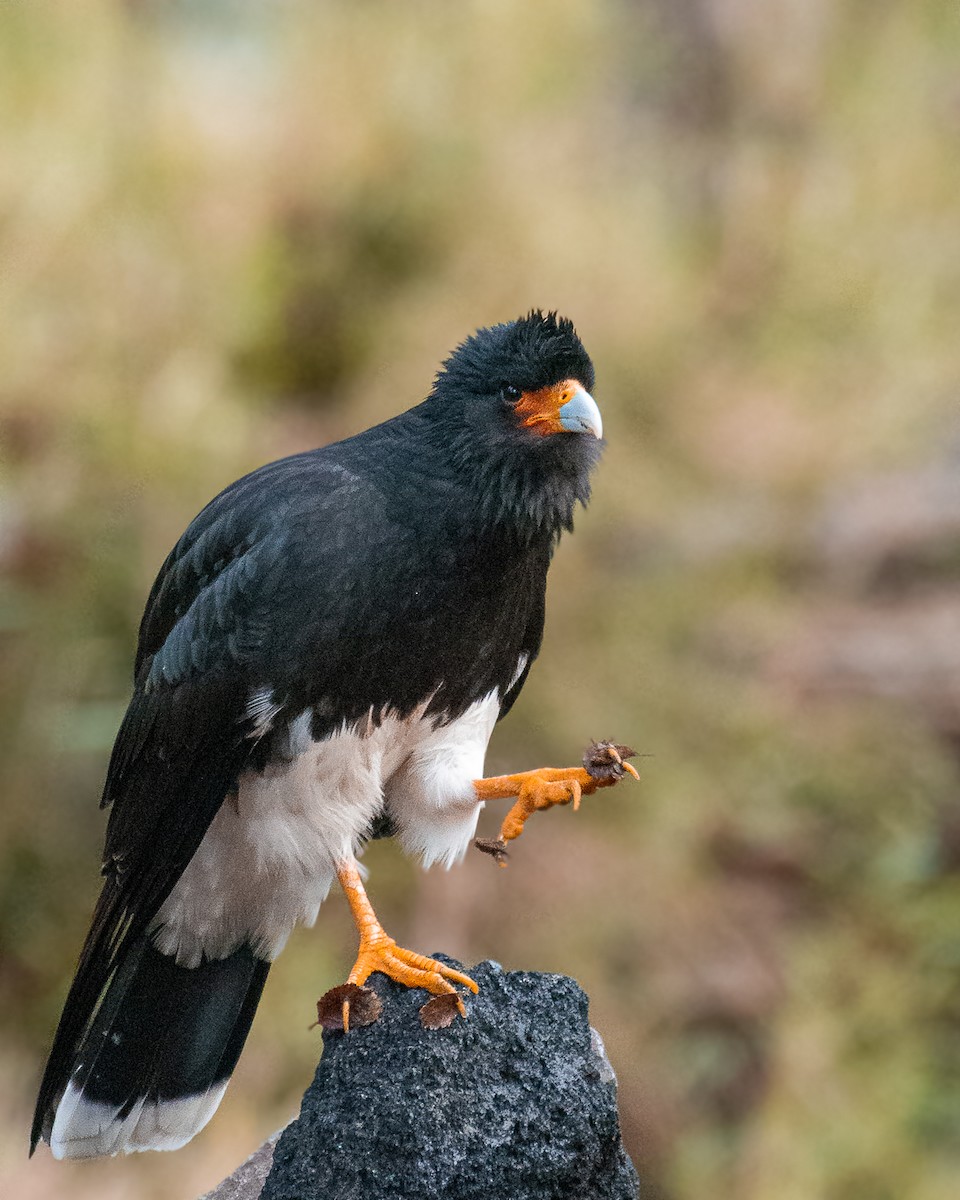 Mountain Caracara - Felipe Jara fernandez