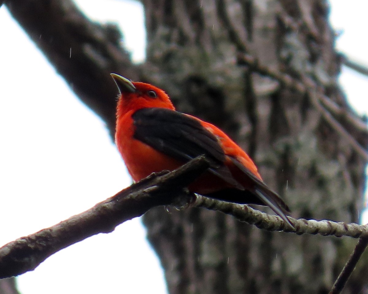 Scarlet Tanager - ML350264141