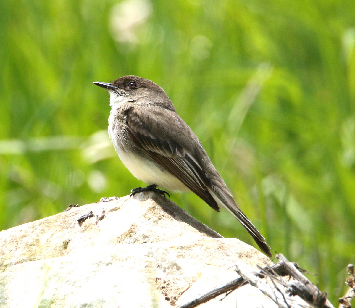 Eastern Phoebe - ML350265071