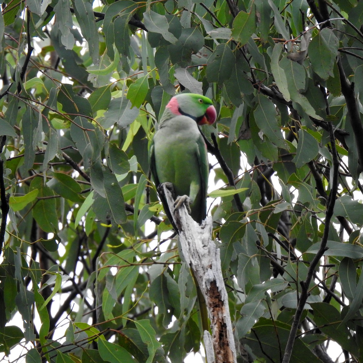 Alexandrine Parakeet - Julie Sarna