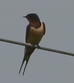 Barn Swallow - ML35026521